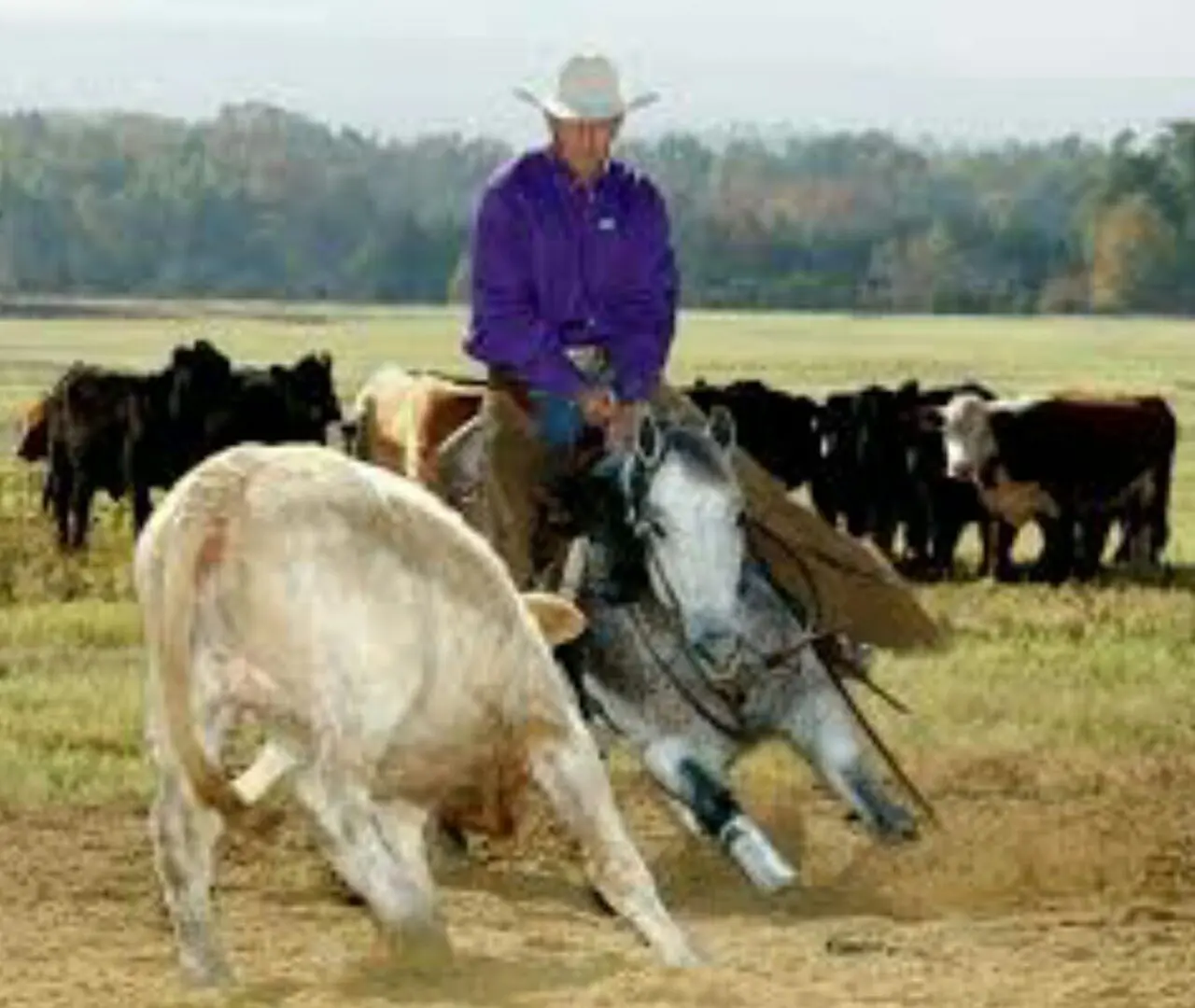 A Man in a Blue Shirt Sitting on a Horse Back