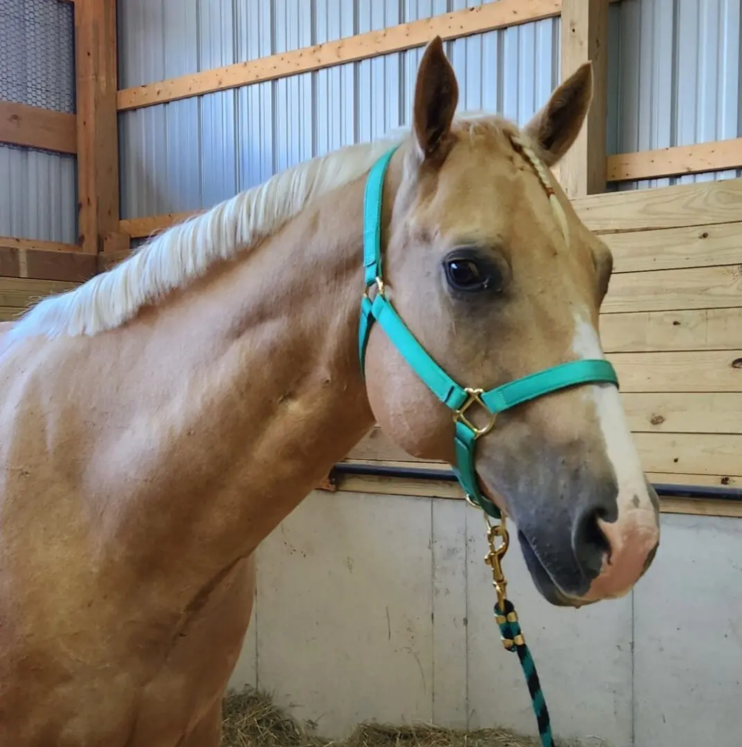 A Brown Color Horse Tied to the Nozzle