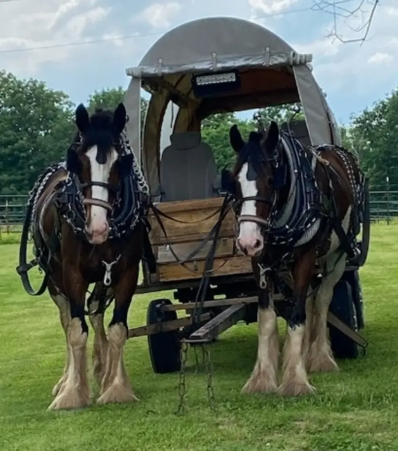 Gallery Horse Sales Lebanon Valley Equine Sales