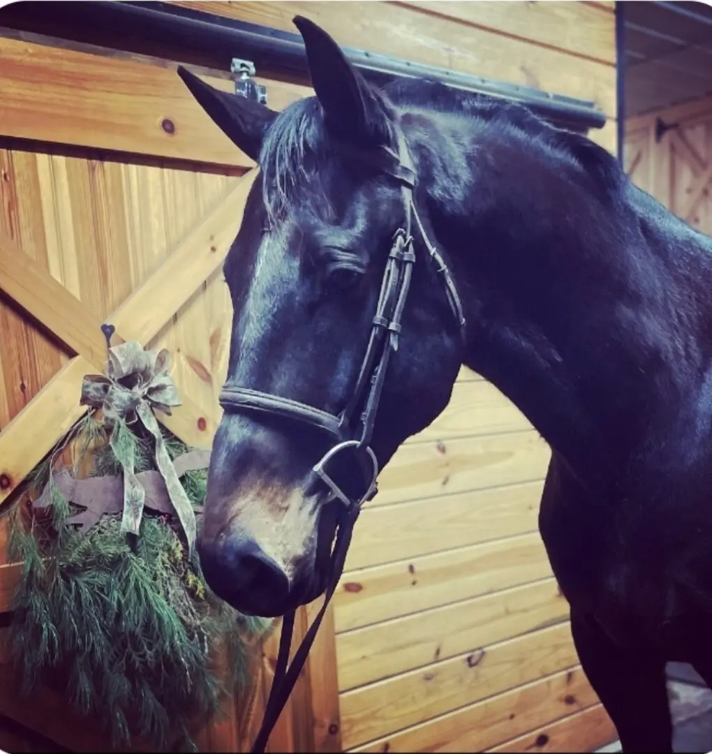 The Side Profile of a Black Color Horse