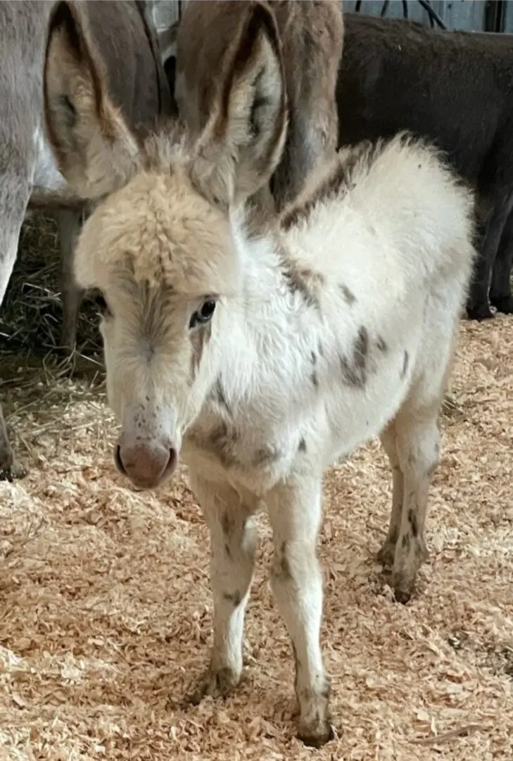 A Donkey in White Color on Grass