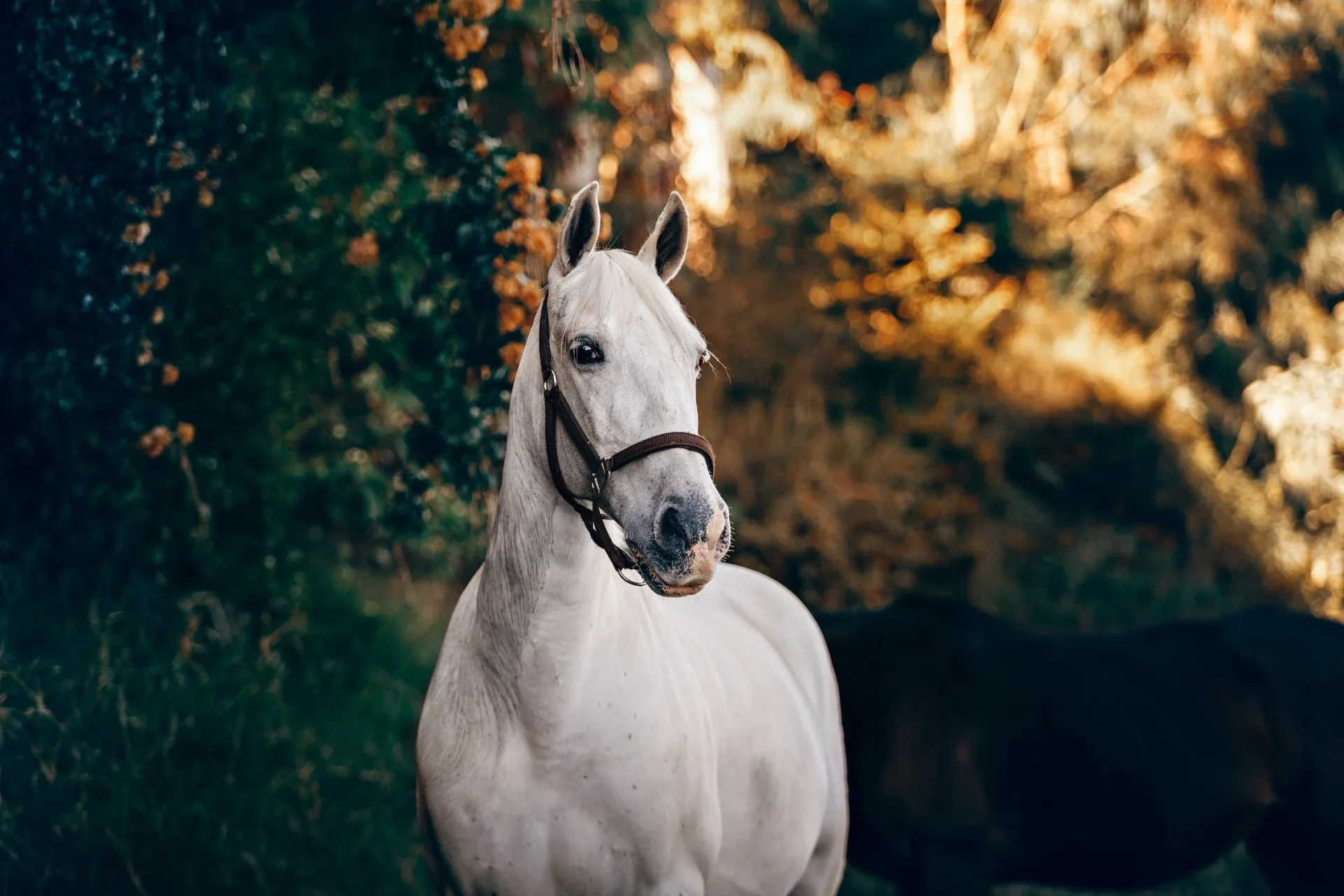 A Close Up Image of a White Color Horse in a Forest Area