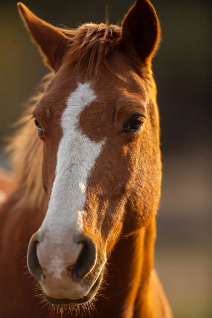 A Brown Color Horse With a White Streak