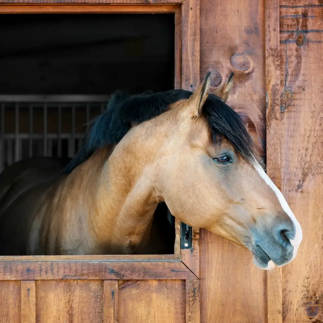 A Wooden Stable With a Horse Head Outside