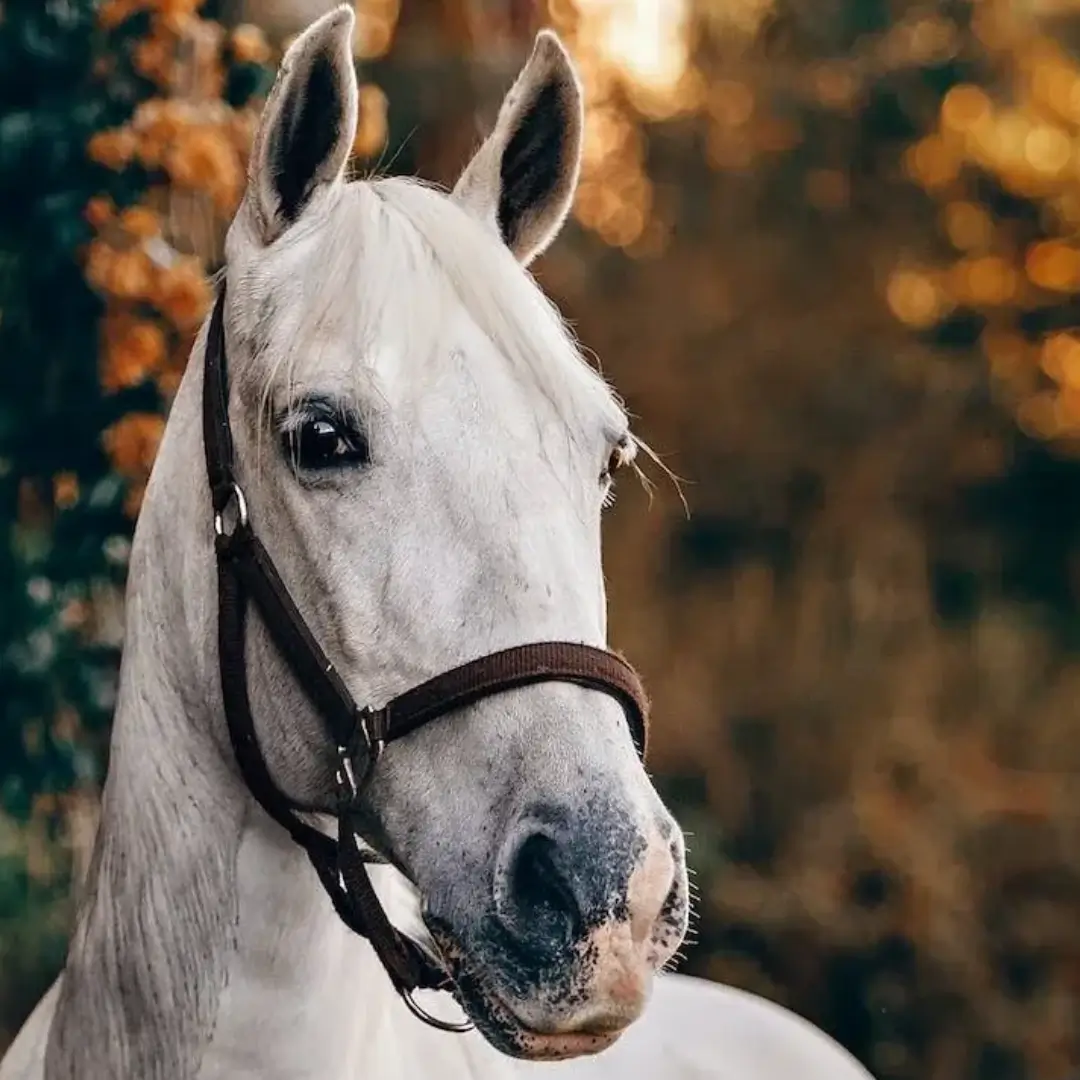 A beautiful white color horse with trees in the bg